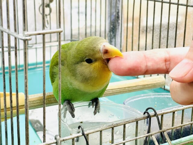 コザクラインコ（小桜インコ）