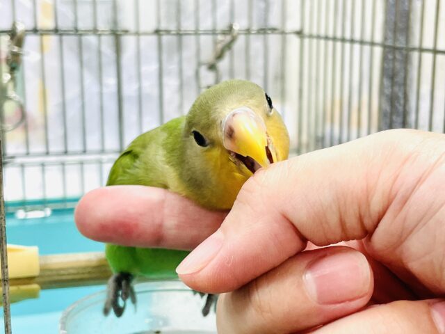 コザクラインコ（小桜インコ）