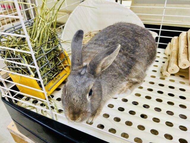 ネザーランドドワーフ