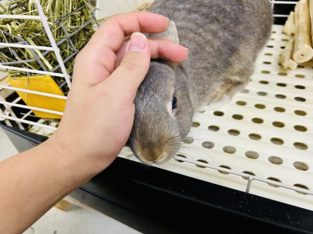 ネザーランドドワーフ