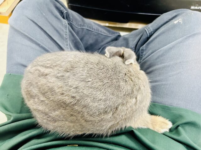 ネザーランドドワーフ