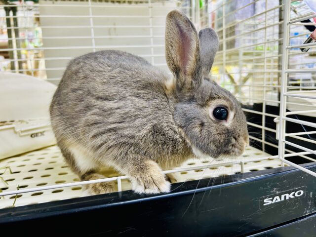 ［最新画像更新☆☆］もちもち優秀っコ☆☆　ネザーランドドワーフ