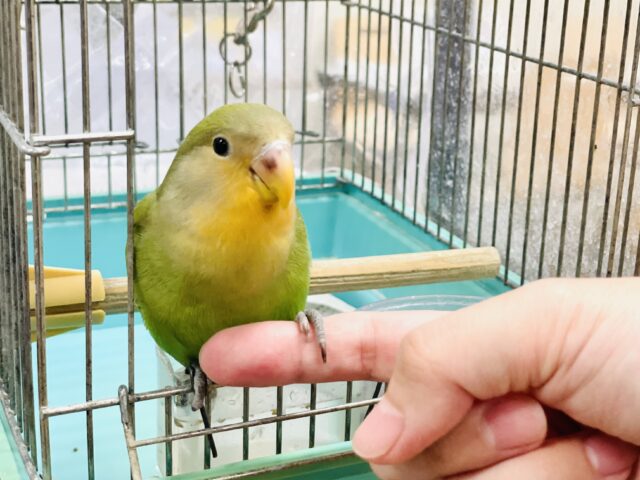 コザクラインコ（小桜インコ）