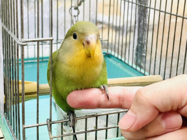 コザクラインコ（小桜インコ）