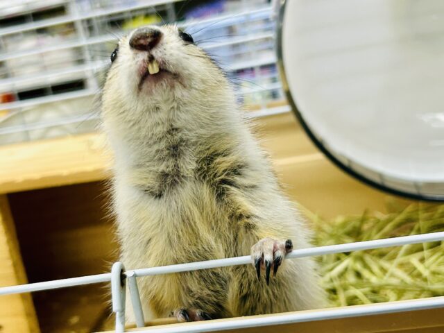 リチャードソンジリス