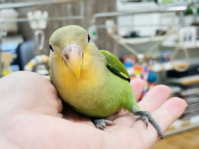 コザクラインコ（小桜インコ）