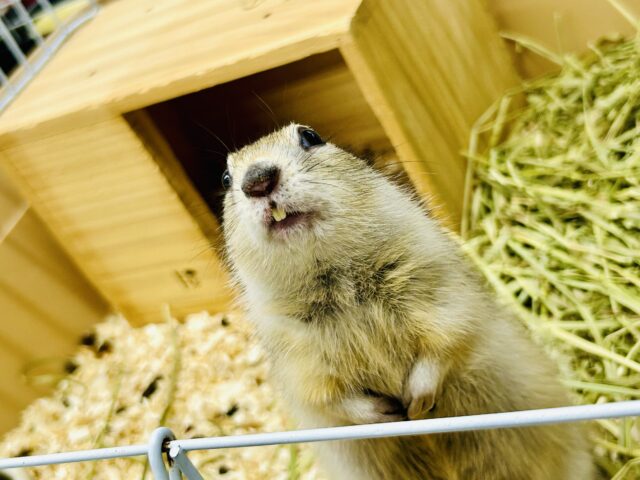 リチャードソンジリス