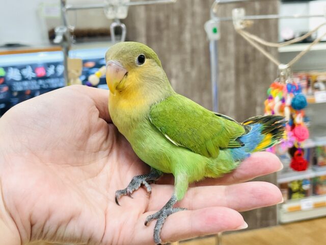 コザクラインコ（小桜インコ）
