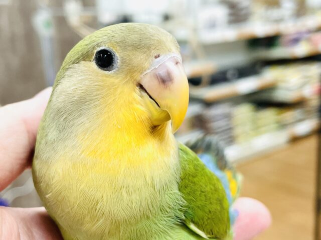 【最新画像】ニコニコ オレンジスマイル🧡コザクラインコ（オレンジフェイス）ヒナ