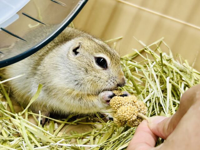 リチャードソンジリス