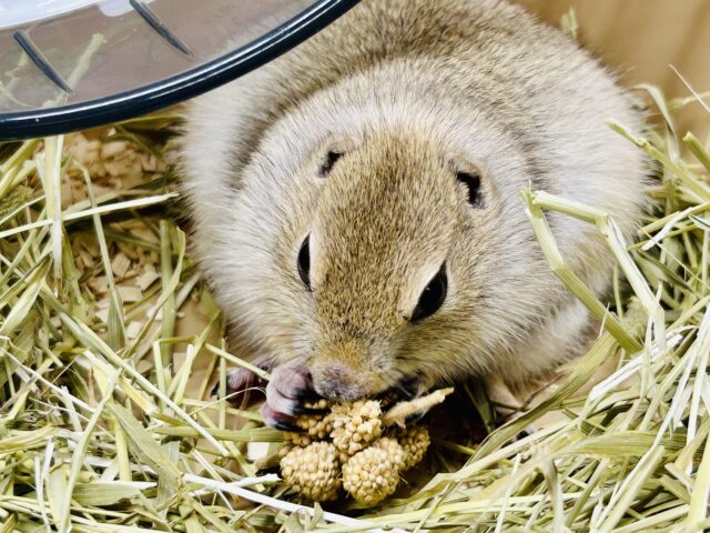 リチャードソンジリス