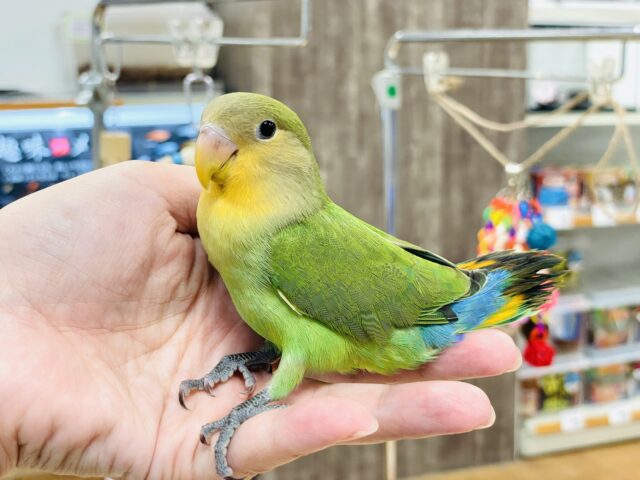コザクラインコ（小桜インコ）