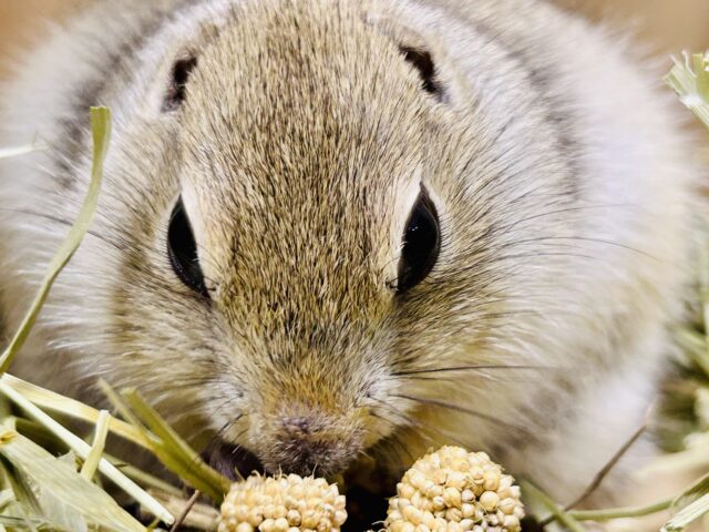 リチャードソンジリス