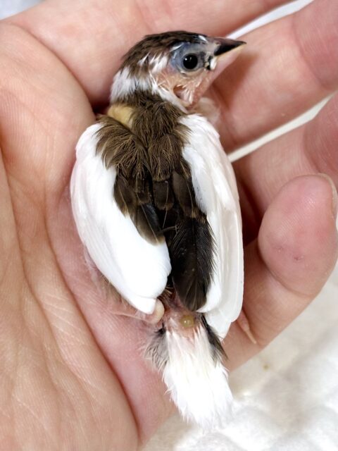 十姉妹（ジュウシマツ）