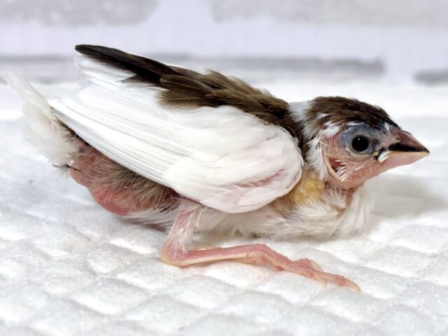 十姉妹（ジュウシマツ）