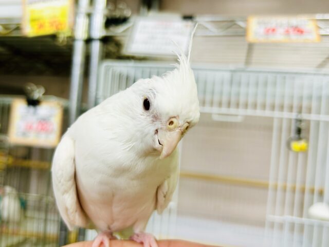 オカメインコ