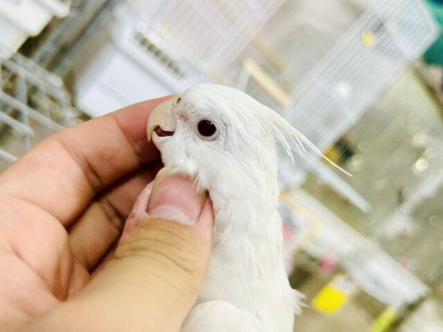 オカメインコ
