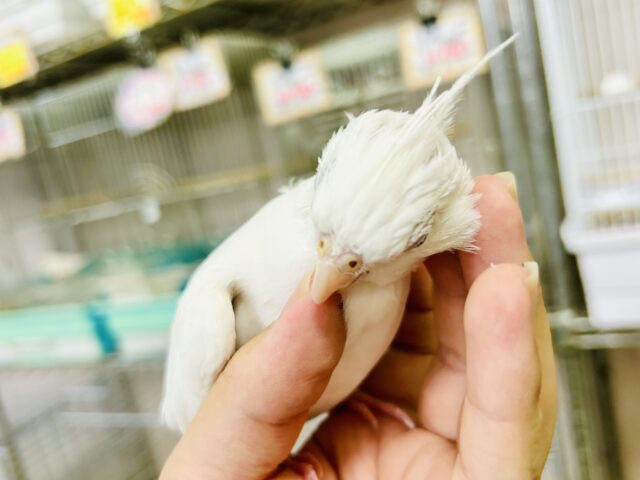 オカメインコ