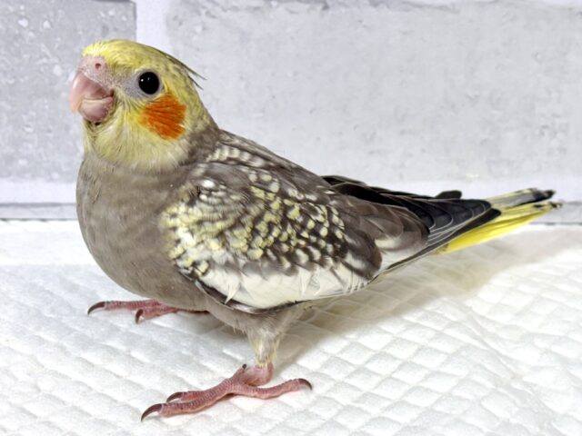 オカメインコ