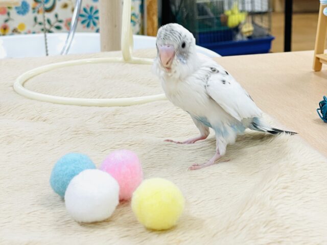 セキセイインコ