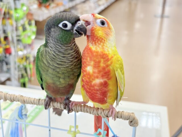 ホオミドリウロコインコ