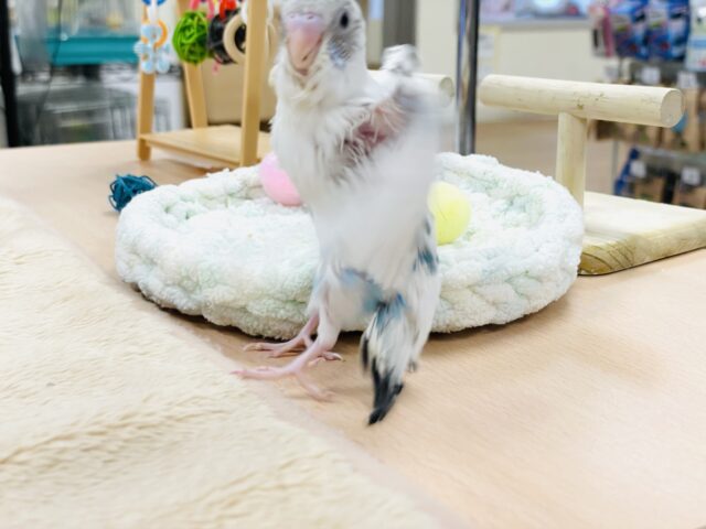 セキセイインコ