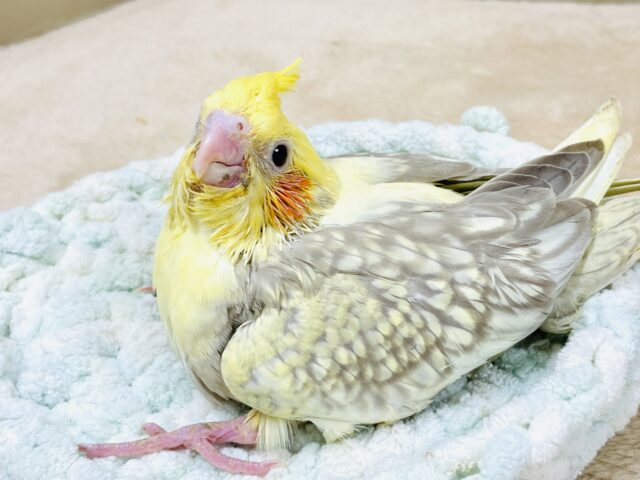 レースのような美しいパール模様💕オカメインコ（シナモンパールパイド）ヒナ