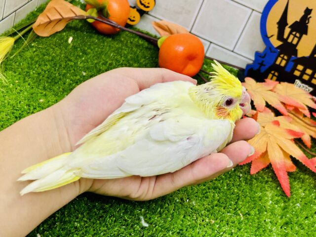 オカメインコ