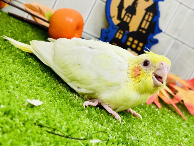 オカメインコ