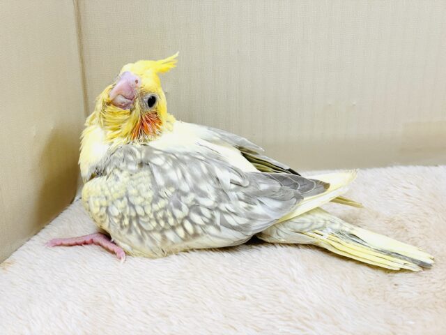 オカメインコ