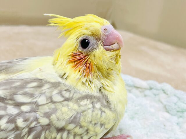 オカメインコ