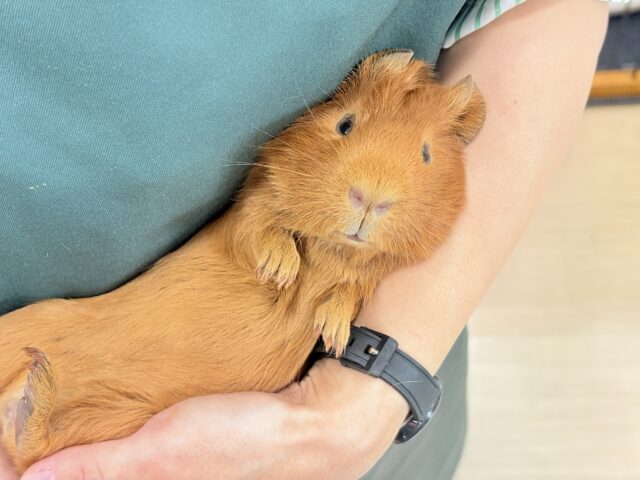 ロシアンモルモット