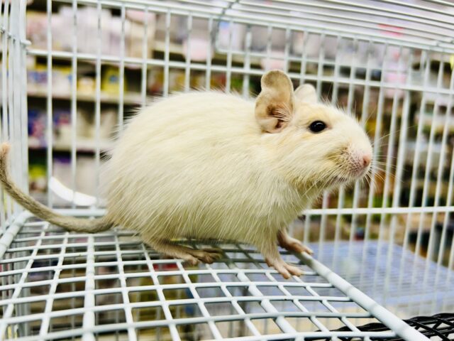 ちょこっとビターにネ♪♪　デグー