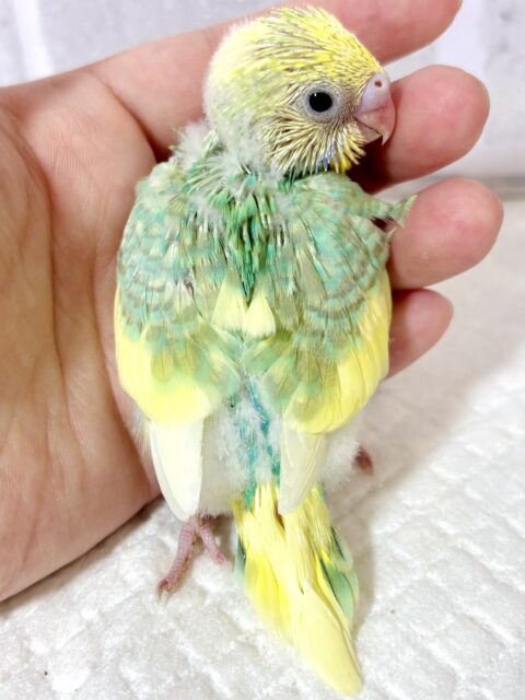 セキセイインコ