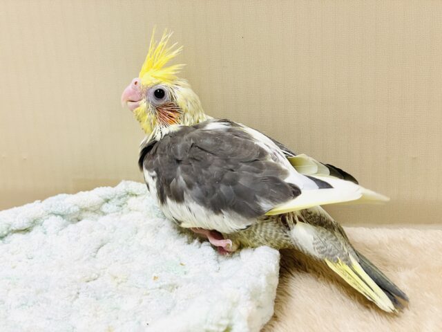 オカメインコ
