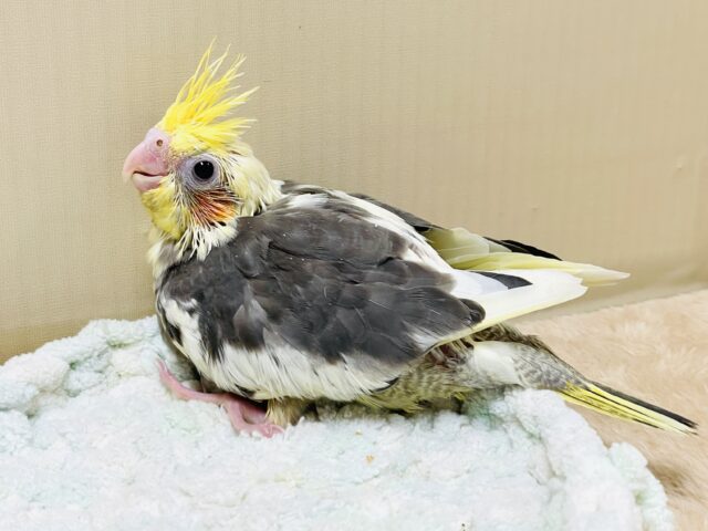 オカメインコ