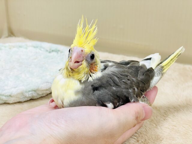オカメインコ