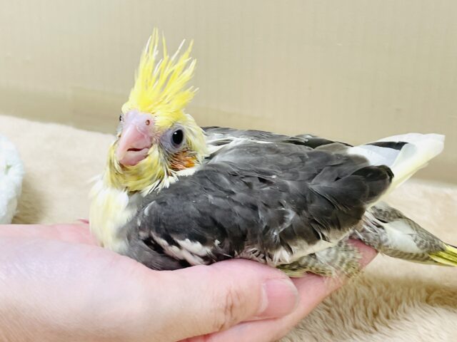 オカメインコ