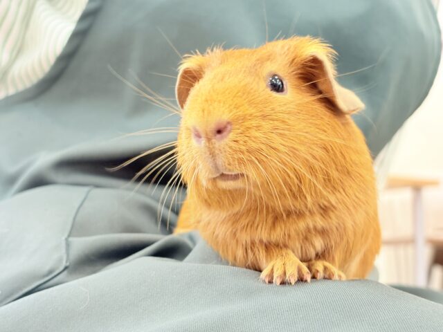 ロシアンモルモット