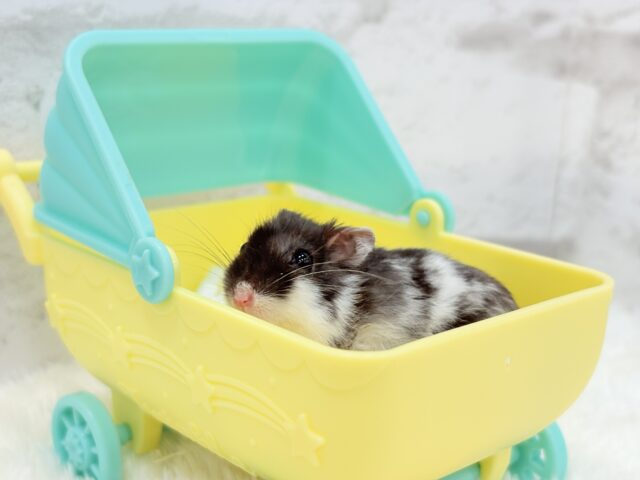ドワーフハムスターの1種