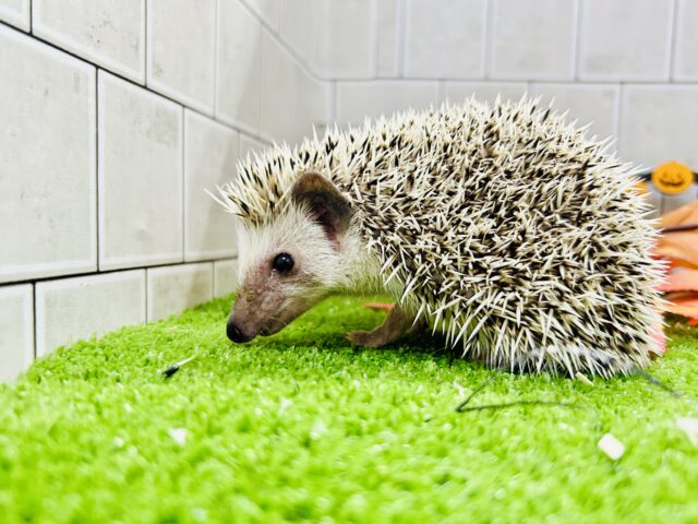 ハリネズミ（ヨツユビハリネズミ）