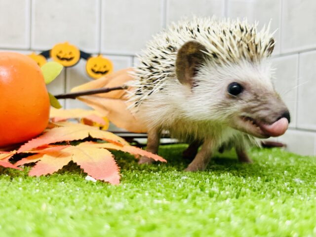 ハリネズミ（ヨツユビハリネズミ）