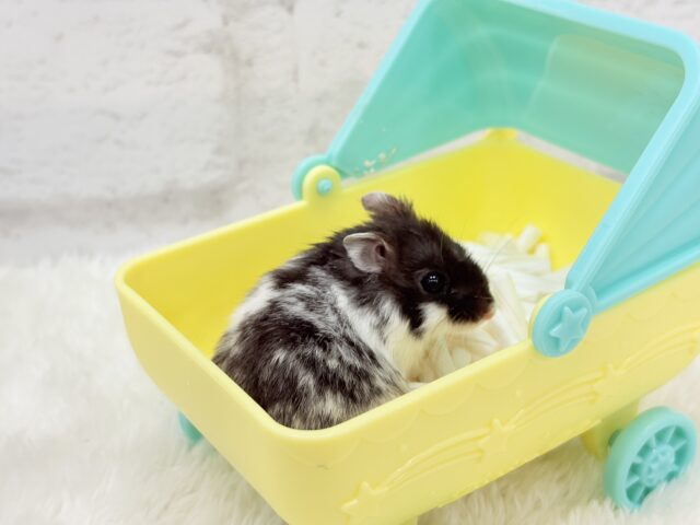 ドワーフハムスターの1種