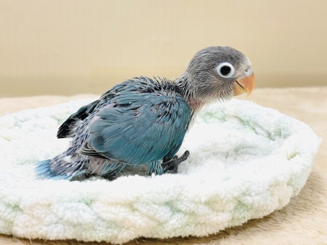 ブルーボタンインコ