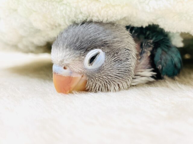 ブルーボタンインコ