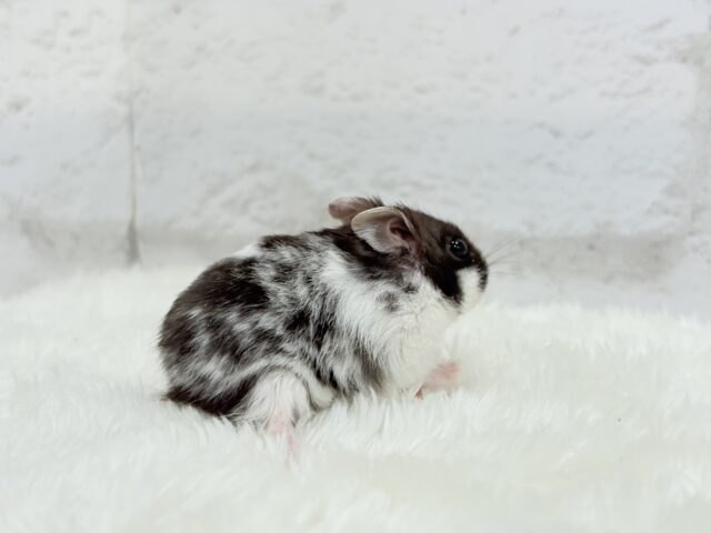 ドワーフハムスターの1種