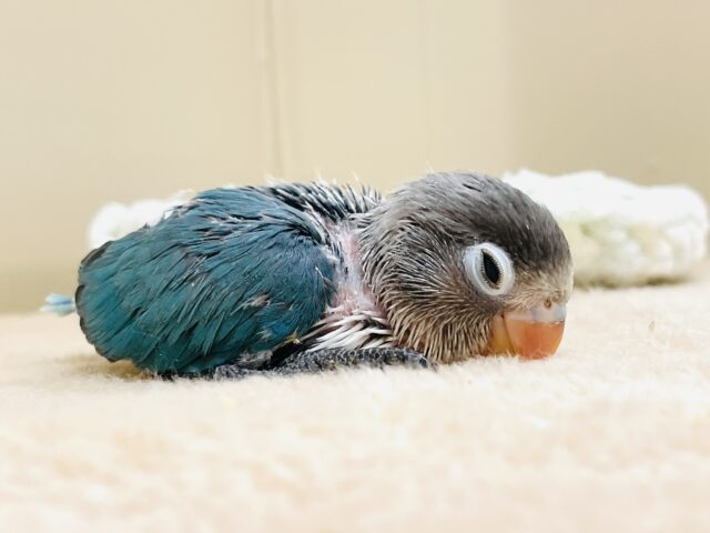 ブルーボタンインコ