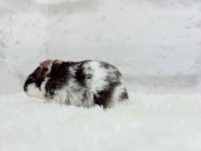 ドワーフハムスターの1種