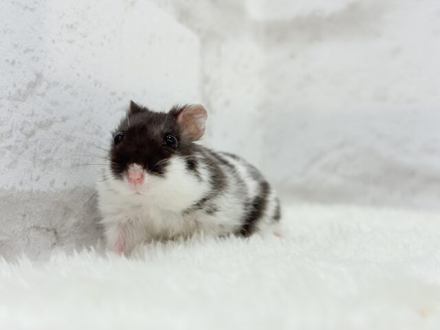 ドワーフハムスターの1種