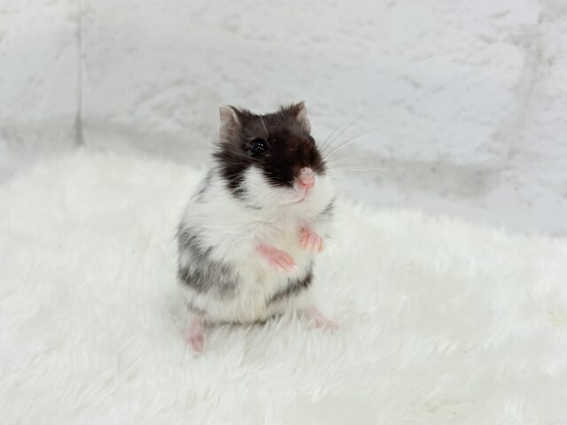 ドワーフハムスターの1種